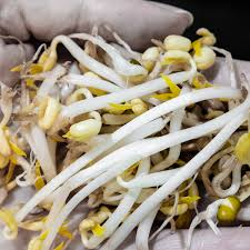 How to Sprout Mung Beans