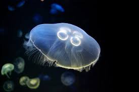 Aurelia aurita (Moon Jellyfish)