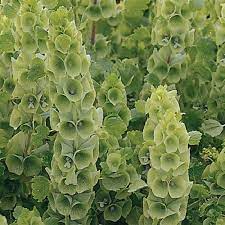 Pin On Bulk Flower Seed For Sale