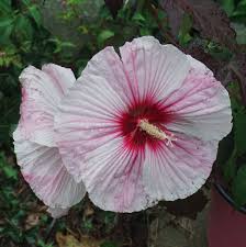 Check spelling or type a new query. Starry Starry Night Hardy Hibiscus Plants For Sale Rose Mallow Free Shipping
