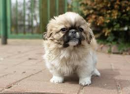 This little lady likes to keep. 100 Pekingese Dog Names Male And Female Dog Names Buzzsharer Com