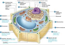 Check spelling or type a new query. Animal Cell Membrane Structure