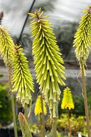 Image result for Kniphofia