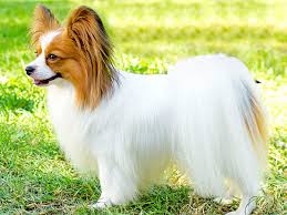 Papillon Elityavru Com