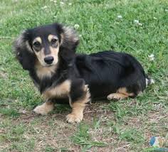 Black And Brown Long Haired Miniature Dachshund Black And Cream Mini Dachshund Aka Baby Lexie Dachshund Breed Brindle Dachshund Dachshund Facts