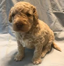 We did not find results for: Tickled Pink Labradoodles Home Facebook