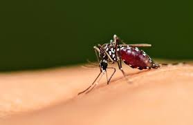 MALARIA - HEALTH - 2021