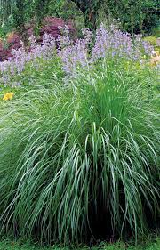 Good border or cutting plant. The Best Plants For Sunny Borders Finegardening