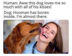 Did You Know That Cats Would Actually Eat You When You Die At Home Alone I Wonder If Dogs Would Play With Your Bones R Memes