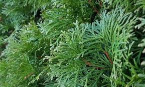 10 Vivaces Qui Poussent Vite Pour Un Effet Immediat En 2020 Haie Persistant Arbustes A Feuillage Persistant Arbuste Persistant Croissance Rapide