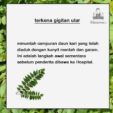 Apa khasiat di dalam daun kari? Fizo Omar Khasiat Daun Kari Harini Saya Nak Share Facebook