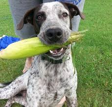 Cinch The Original Corn Dog Dogs Corn Dogs Funny Dog Pictures