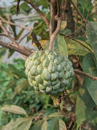 Image result for Annonaceae