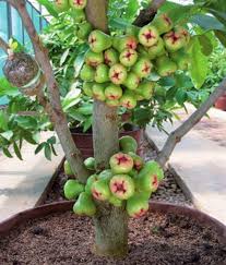 Jangan terlalu excited sampaikan habis tanah di dalam pasu terkeluar dek siraman kita itu. Tanam Pokok Buah Dalam Pasu Teratak Maya Tempatku Lepak