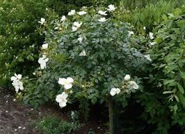 Rose Escimo Kaufen Garten Von Ehren Beste Qualitat Seit 1865 Gunstige Preise Riesenauswahl Kauf Auf Rec Bodendeckerrosen Stauden Rose Schneewittchen