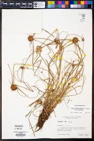 Image result for Cyperus amauropus