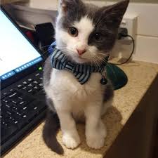 They can also get it from contact with an infected cat's urine, feces, and nose secretions. Vaccine Protects Your Cat From The Deadly Feline Parvovirus Lort Smith Animal Hospital