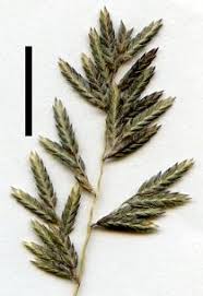 Image result for Eragrostis porosa