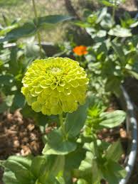 Zinnia growth issues and experiences