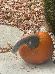 Image result for fat ass pumpkin