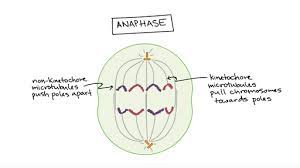 Check spelling or type a new query. Phases Of Mitosis Mitosis Biology Article Khan Academy