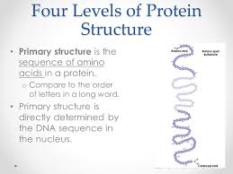 Single chain or more than one polypeptide. Macromolecules Enzymes Ppt From Aurumscience Com Ppt Download