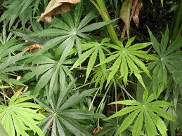 Image result for Jatropha multifida