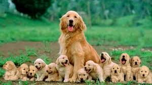 Golden Retriever Kopek Cinsi Hakkinda Her Sey Ajanimo