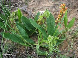 Image result for Eriosema