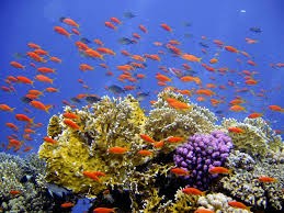 Recette lentilles corail au wok : Le Changement Climatique Aggrave L Erosion De La Biodiversite Ecotoxicologie Fr