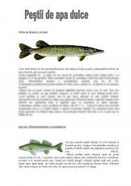 Pesti de apa dulce :şalau,ştiuca,somn,biban,roşioara pesti de apa sarata :pestele clovn,pestele curcubeu,paracanthurus hepatus, pesti pe cale de disparitie : Poze Blog Poze Cu Pesti De Apa Dulce