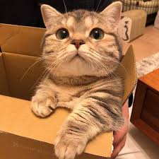 Belgin Memis Adli Kullanicinin Kedi Panosundaki Pin Sevimli Kedi Yavrulari Guzel Kediler Komik Hayvan