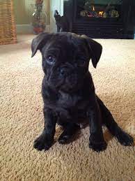 Banx is a cuddler, and loves being by my side. French Bulldog Playful And Smart Bulldog Puppies English Bulldog Puppies Bulldog