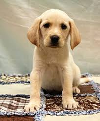 Contact tennessee golden retriever breeders near you using our free golden retriever breeder search tool below! Nashville Tn Golden Retriever Meet Major A Pet For Adoption