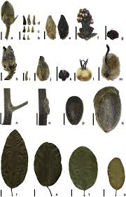 Image result for Albertisia