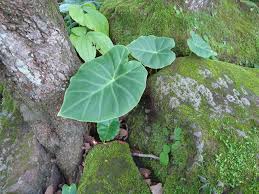 Image result for Remusatia