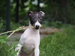 Italian greyhounds make wonderful companions, especially for a family. Dog Quadruped Cat Windspiel Italian Greyhound Greyhound Italy Greyhound Puppy Small Sweet Fast Pikist
