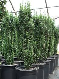 Screening for privacy, or protection from wind, is a priority for many home gardeners. Ilex Crenata Holly Sky Pencil From Nursery Direct Urban Garden Privacy Plants Shrubs For Privacy