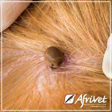 Image result for Tick Paralysis