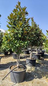 Image result for Pupalia grandiflora