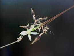 Image result for Sauvagesia