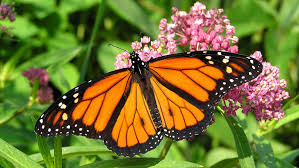 Butterfly garden ideas and gardening tips to attract monarchs, swallowtails, hummingbirds, and other precious pollinators. Pesticides Contaminate Most Food Of Western U S Monarchs Science News For Students