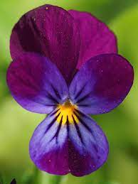 The Flower Of A Heartsease Pansies Flowers Flower Photos Pansies