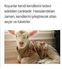 Bilgi Hatice Pala Bilgi Hayvan Gercekler