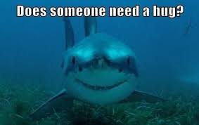 11 Funny Shark Memes To Celebrate Shark Week Happy Shark Sharks Funny Cute Shark