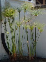 Image result for Cyperus derreilema