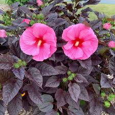 Image result for Hibiscus noldeae