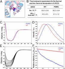 Bir takım elbise gönderdim ve yıkama hatası denildi. Therapeutic Potential Of Proteasome Inhibitors In Congenital Erythropoietic Porphyria Pnas