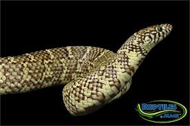 December 23, 2009 comments off on king snake. King Snake Care Sheet Reptiles By Mack