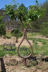 Tree Shaping Google Search Baum Garten Garten Ideen